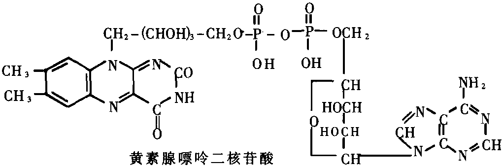 第二節(jié) 維生素B<sub>2</sub>